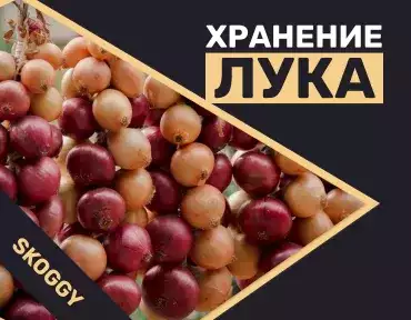 Хранение лука
